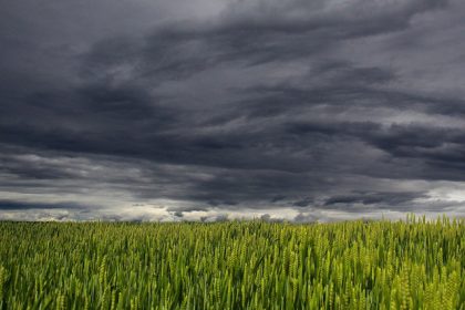 Do kiedy można ponownie kosić trawę