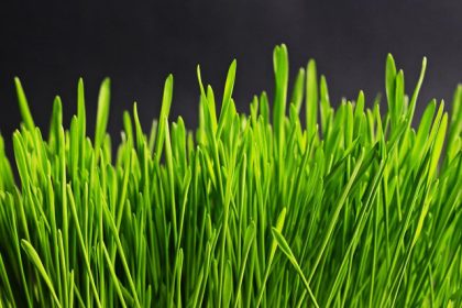 Jaki oprysk na trawę jest dobry przeciwko chwastom?