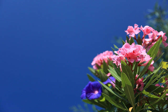 Jakie kwiaty najlepiej wyglądają w niebieskim ogrodzie?