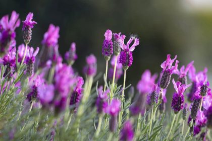 Krzewy o purpurowych kwiatach