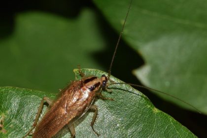 Które warzywa nie wchłaniają pestycydów?