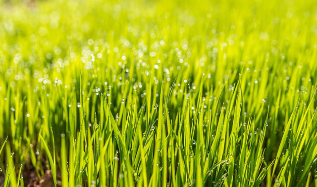 Wertykulacja trawnika &#8211; czy najpierw należy skosić trawę?